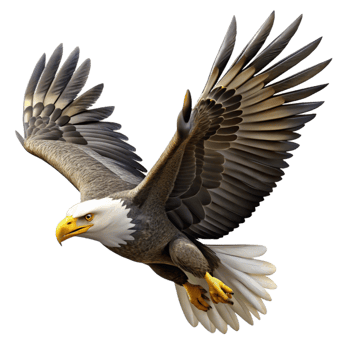 serene contemporary A majestic bald eagle soaring through the sky, powerful and graceful, nature photography style exclusive png