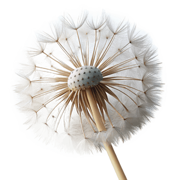 extraordinary classic A close-up of a dandelion seed head, its seeds about to be carried away by the wind. Macro photography style detailed png