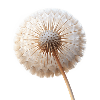 vibrant vintage A single dandelion seedhead, delicate and intricate, backlit by soft sunlight, macro photography detailed png