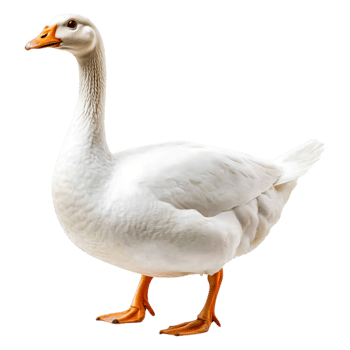 Captivating White Goose Standing Gracefully with Elegant Posture png