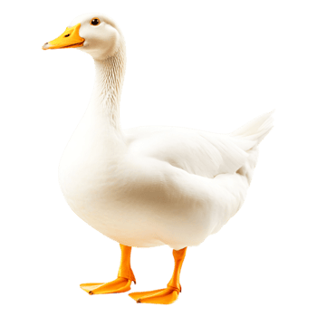 White Domestic Duck with Bright Orange Feet Standing on png