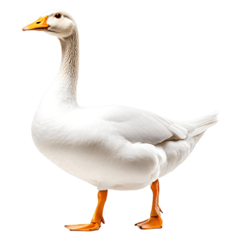 Elegant White Goose Standing Proudly with Beautiful Feathered Coat png