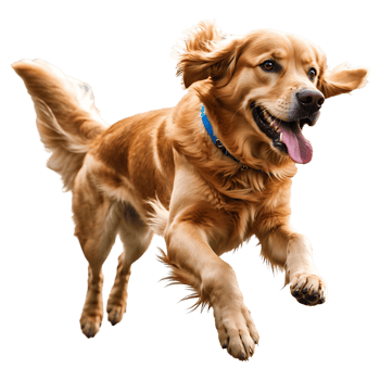 Playful Golden Dog in Motion Perfect for Logo Stickers Merch png