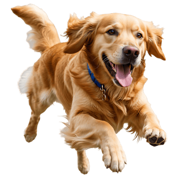 Energetic Golden Retriever Transparent Background for Pet Designs png