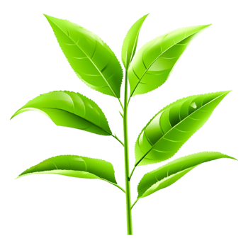 Fresh Green Leaves Branch in Bright Natural Environment png