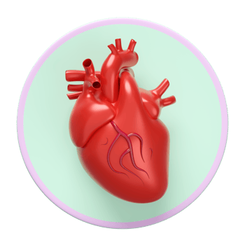 3d heart human realistic icon isolated. 3d illustration render png