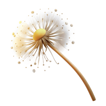 extraordinary traditional A single, wilting dandelion, its seeds about to disperse, lit by a soft, golden light. Minimalist nature photography high resolution png