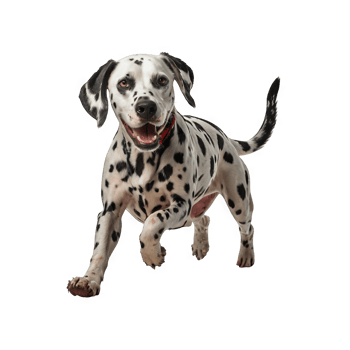 Dalmatian dog running fast png