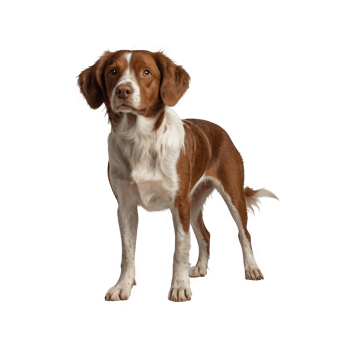 jack russell dog standing upright png