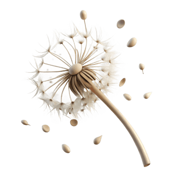 beautiful minimalist A single dandelion seedhead with seeds blowing in the wind, delicate, ethereal lighting, macro photography exclusive png