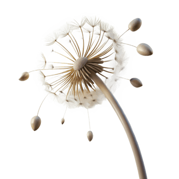 vibrant modern A single dandelion seedhead with seeds blowing in the wind, delicate, ethereal lighting, macro photography genuine png