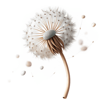 wonderful minimalist A single dandelion seedhead with seeds blowing in the wind, delicate, ethereal lighting, macro photography high resolution png