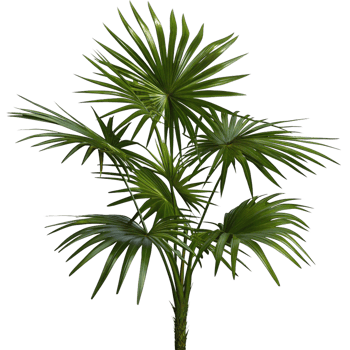 A Lush Green Rhapis Palm Plant with Multiple Fronds and a Textured Trunk png