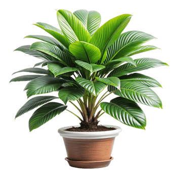 Lush Green Aspidistra Elatior Plant in Brown Pot Indoor Houseplant png