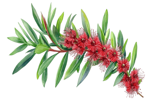 Vibrant Red Flowers On Branch with Transparent png
