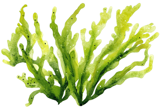 Watercolor Illustration Of Seaweed png