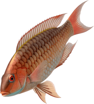 Beautiful Parrotfish Clipart for Ocean Life and Aquatic Designs. . png