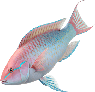 Colorful Marine Life Clipart Featuring Vibrant Parrotfish. . png