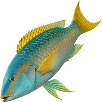 Colorful Parrotfish Clipart for Underwater Life Art. . png