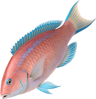 Bright and Vibrant Parrotfish Clipart for Oceanic Art Projects. . png