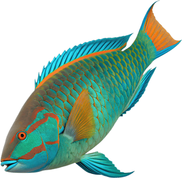 Exotic Marine Life Clipart Featuring a Vibrant Parrotfish. . png