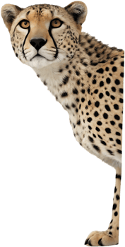Fun cartoon character peeking animal clipart for projects. . png