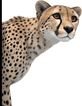 Cartoon peeking animal clipart for animation and illustrations. . png