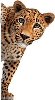Adorable peeking animal cartoon for colorful clipart designs. . png