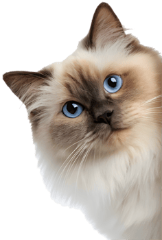 Whiskered Kitten Illustration to Add Playfulness to Your Clipart. . png