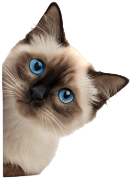 Fun Peeking Cat Art Perfect for Whimsical Designs. . png