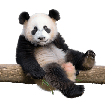 Adorable young panda bear sitting on a tree branch with playful expression in a natural setting png