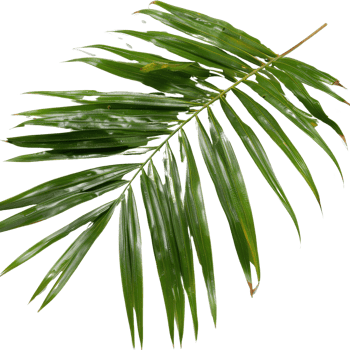 Lush Green Palm Leaf Isolated with Glossy Texture for Tropical and Nature-Themed Backgrounds and Illustrations png