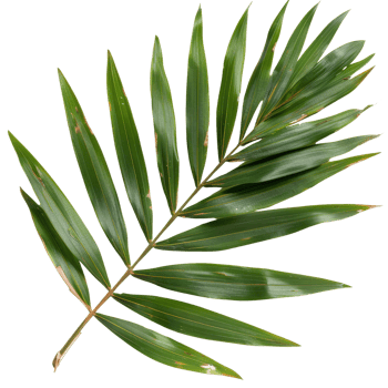 Fresh green palm leaf isolated on white background for nature and botanical design concepts showcasing tropical beauty png