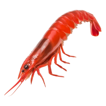 closeup of Bright Red Shrimp with Detailed Textures and Features png