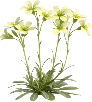AI Flower Illustration of a Lovely Rock Cress Bloom. . png