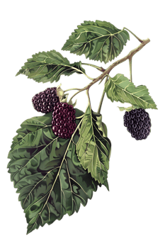Mulberry Branch with Green Leaves and Dark Purple Berries on Transparent Background Detailed Close Up Illustration png