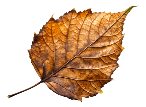 autumn leaf isolated png