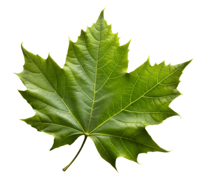 green maple leaf png