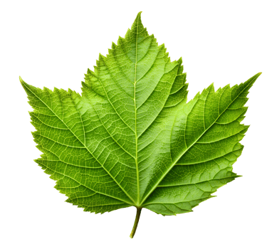 fresh green leaf isolated png
