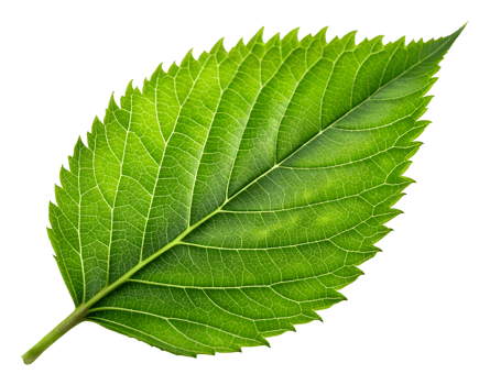 green leaf isolated png