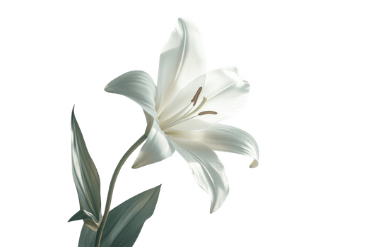 Elegant White Lily with Detailed Petals and Green Leaves on Transparent Backdrop png