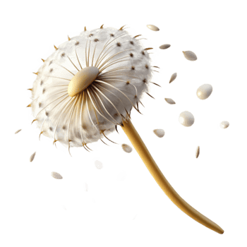 impressive rustic A lone dandelion seedhead with seeds blowing in the wind, soft diffused light, macro photography style exclusive png