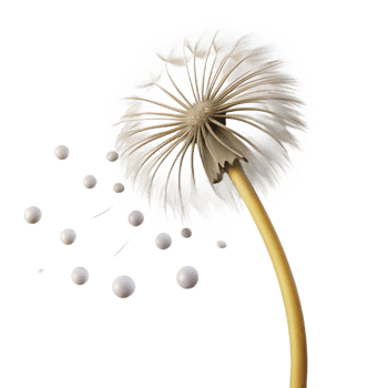 impressive modern A single dandelion seedhead with seeds blowing in the wind, soft lighting, ethereal style high resolution png