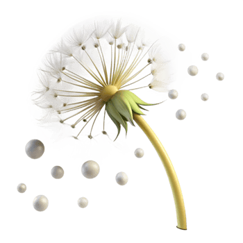 vibrant modern A single dandelion seedhead with seeds blowing in the wind, soft lighting, ethereal style 4K png