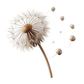wonderful rustic A lone dandelion seedhead with seeds blowing in the wind, soft diffused light, macro photography style high quality png