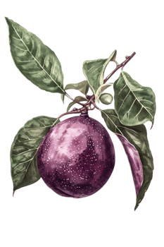 Single Purple Plum with Green Leaves on a Branch Isolated on Transparent Background png