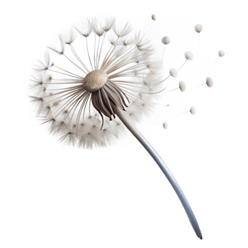 wonderful rustic A single dandelion seedhead, its delicate seeds about to be carried away by the wind, with a poetic, nature photography style high quality png