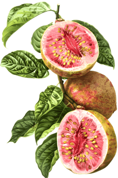 Sliced Guava Fruit on a Branch with Lush Green Leaves Against Transparent Background Detailed Macro Shot png
