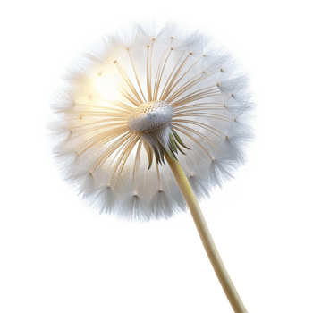 dramatic modern A single dandelion seedhead with delicate, wispy parachutes, backlit by a soft glow, macro photography detailed png