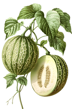 Two Cantaloupe Melons One Cut Open with Seeds and Leaves on Black Background Botanical Illustration png
